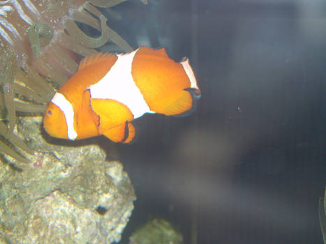 Clownfish