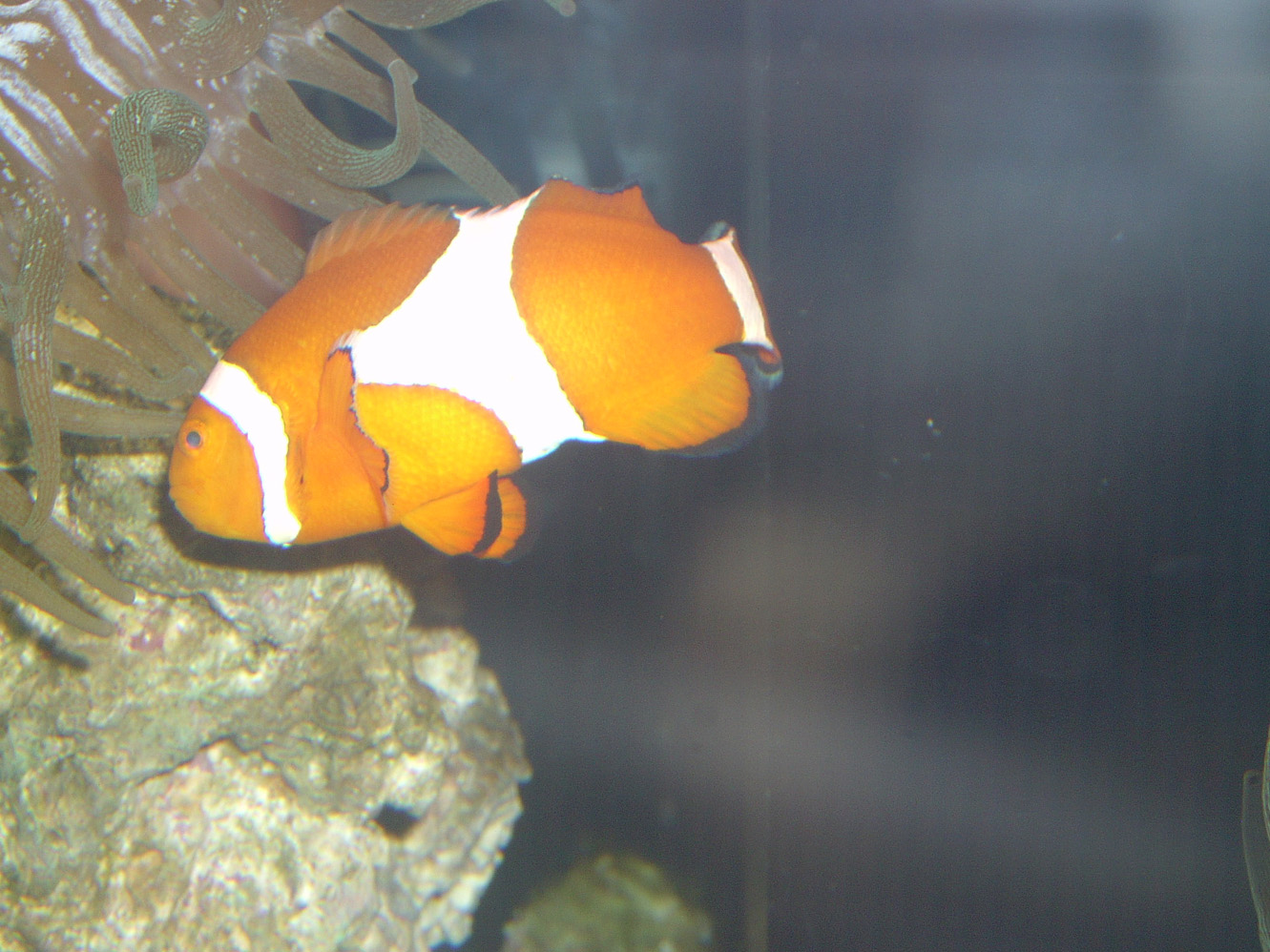 Clownfish by ManixTT-stock