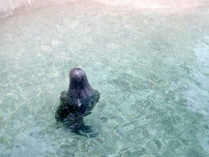 Seal Head Out of Water