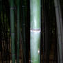 Bamboo 2