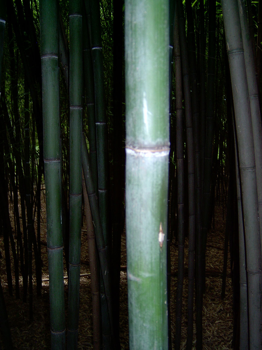 Bamboo 2