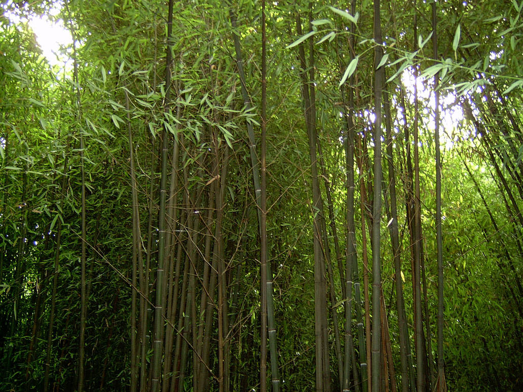 Bamboo 3 by ManixTT-stock