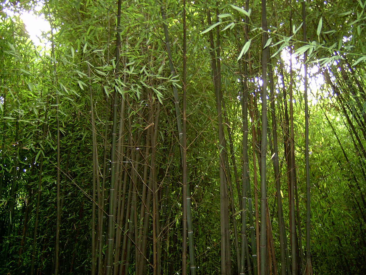 Bamboo 3 by ManixTT-stock