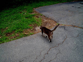 Cat Walking