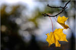 Autumn... _47 by my-shots