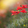 Poppies of Inkerman, Crimea _9_