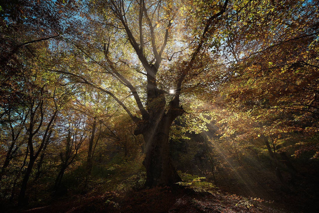 A panoramic view of a Corsican beech forest, showcasing its beauty and tranquility.