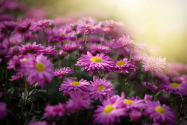 Autumn. Chrysanthemums _16_ by my-shots
