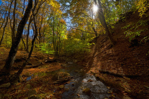 Autumn in the beech forest of Haphal Canyon _24