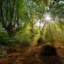 Mountain beech forest