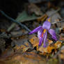 Colchicum autumnale / Autumn crocuses