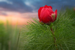 Wild peonies of Crimea mountains