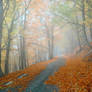 Autumn. Mountain beech forest.