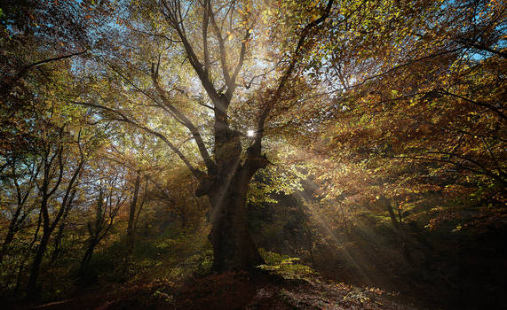Autumn. Beech forest.