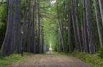 Valaam islands. Autumn. Alley. by my-shots