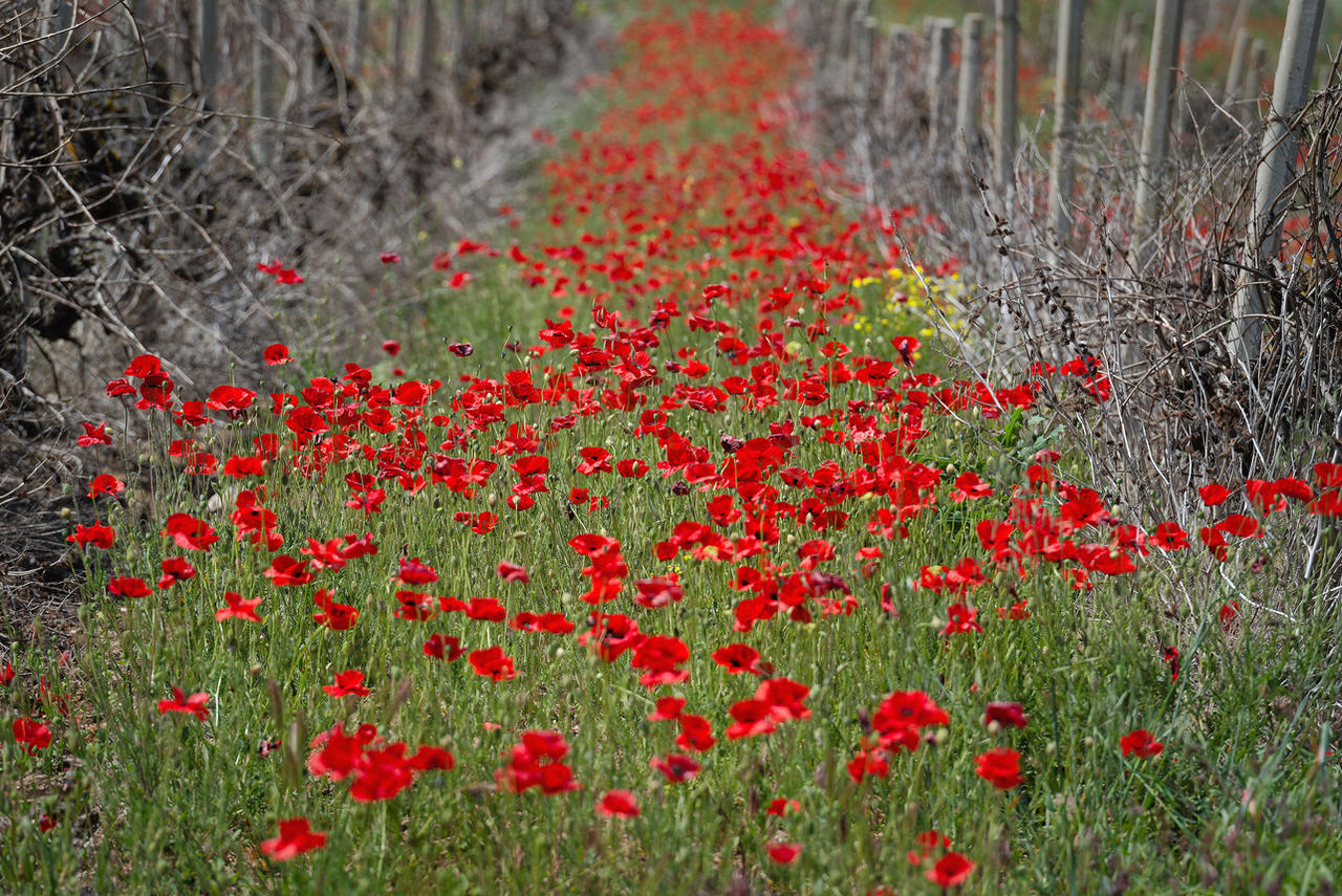 The Red Line Road by my-shots on DeviantArt