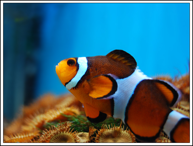 Clown Fish