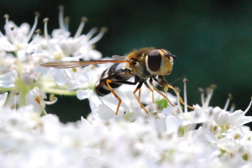 Insect 13 by Belafon on DeviantArt