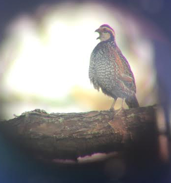 Bobwhite