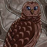 Barred Owl
