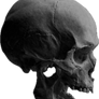 Skull side 