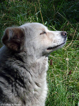 The wind in my ears