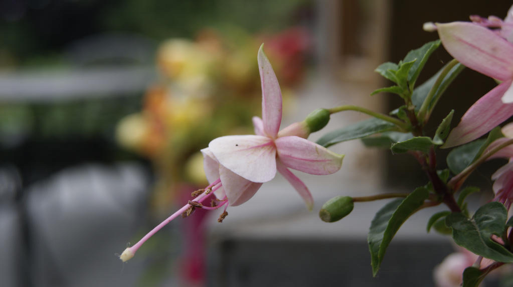 Fuchsia flower