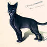 Crowpaw / Crowfeather