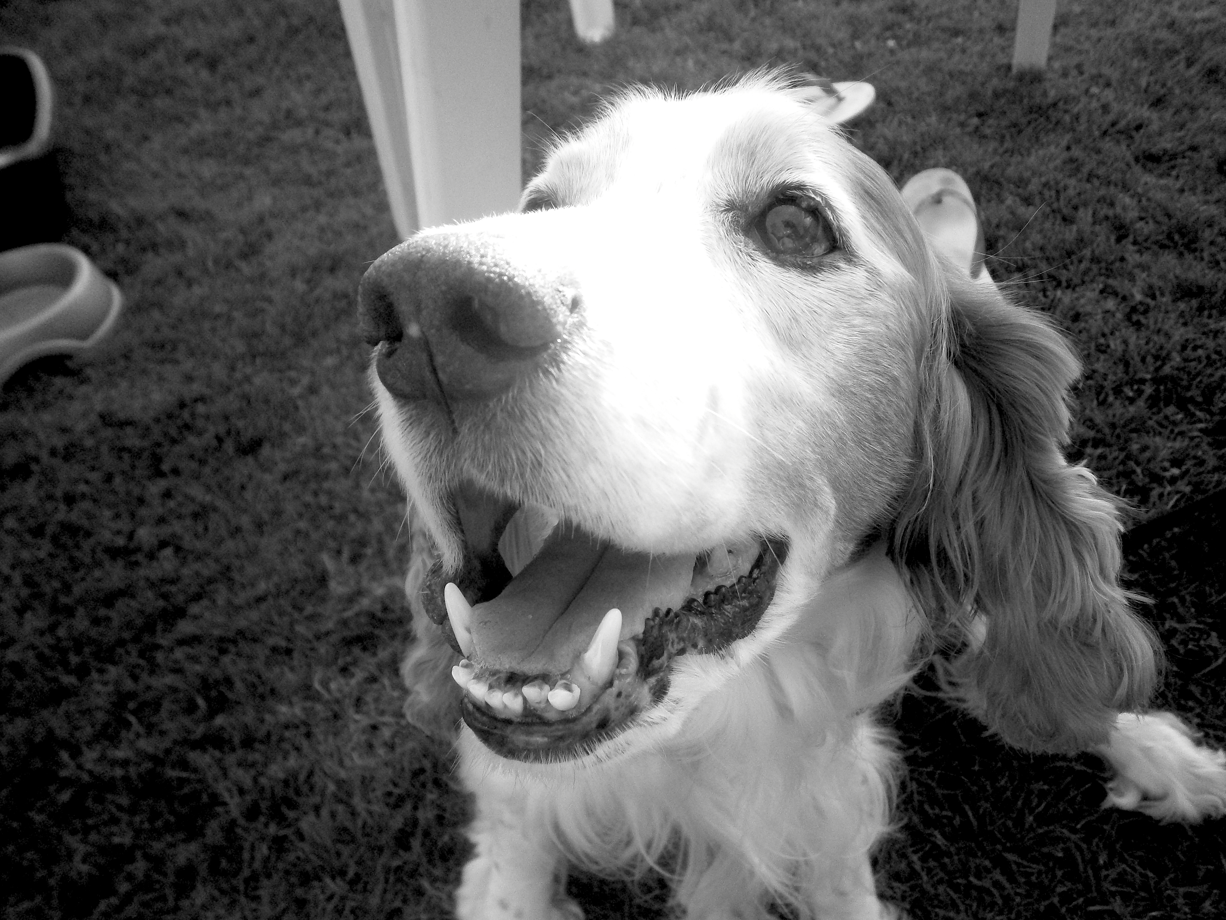 a spaniel smile