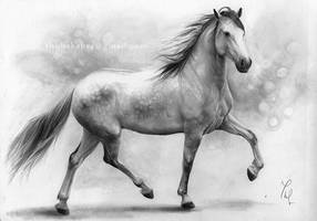 Horse II.