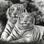 White Tigers