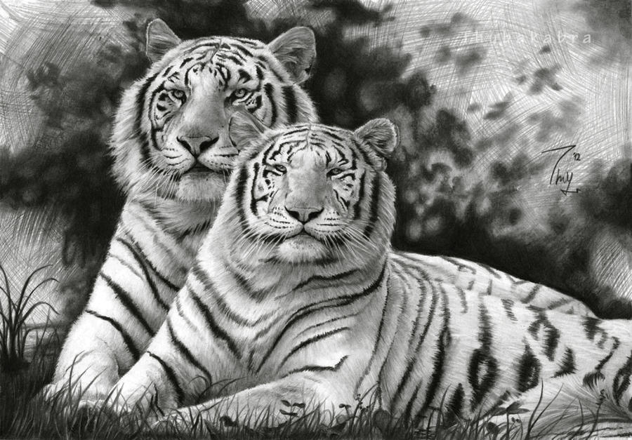 White Tigers
