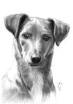 Cute dog pencil drawing by Thubakabra on DeviantArt