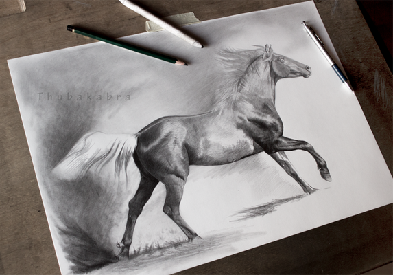 Horse drawing work in progress