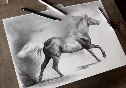 Horse drawing work in progress