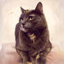 Kitten digital painting