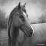 Horse Painting - Commission