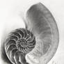 Nautilus Shell - Practice Drawing