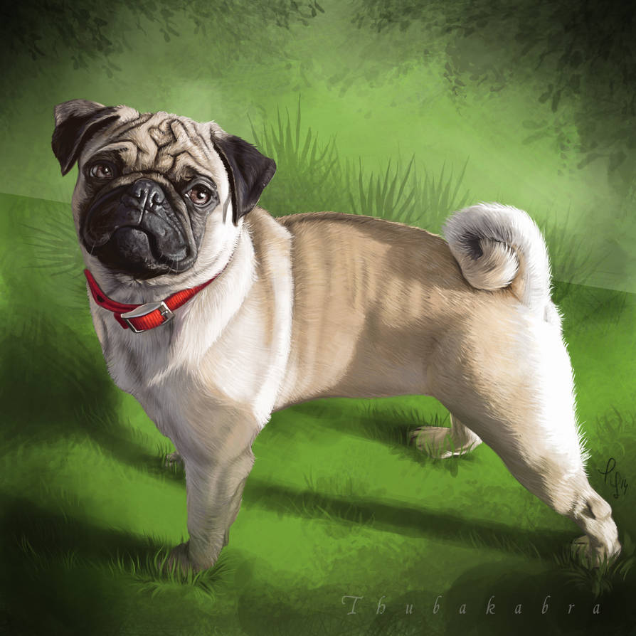 Pudgee Deviantart Cute Puggie - Custom Art by Thubakabra on DeviantArt