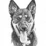 Dog Portrait Pencil Artwork - Custom Pencil Sketch
