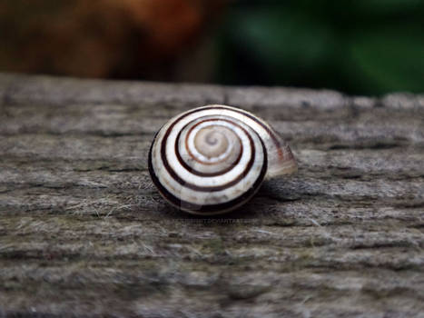 Little snail.