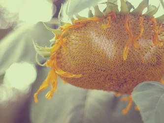 Dead sunflower