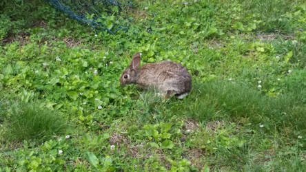 Little Wild Bunny Rabbit