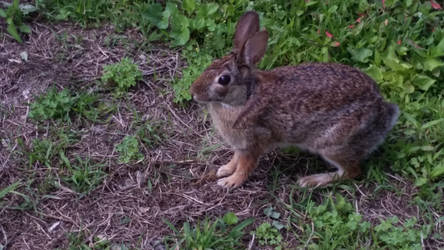 Wild Bunny Closeup