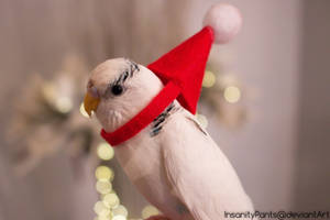 christmas budgie