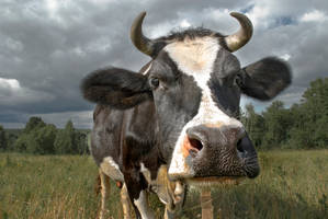 Cow