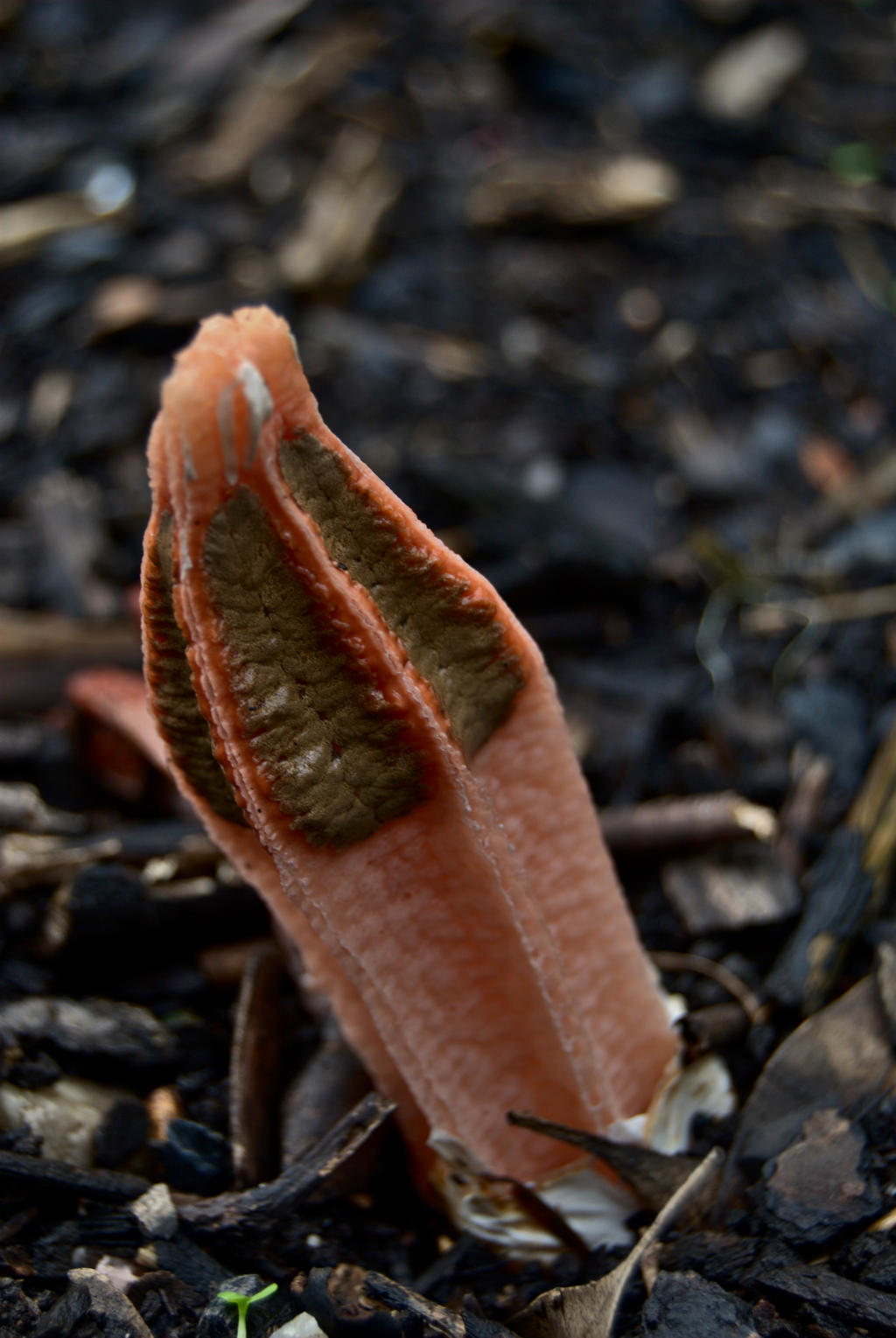 Lysurus mokusin by Paco-Meijer on DeviantArt