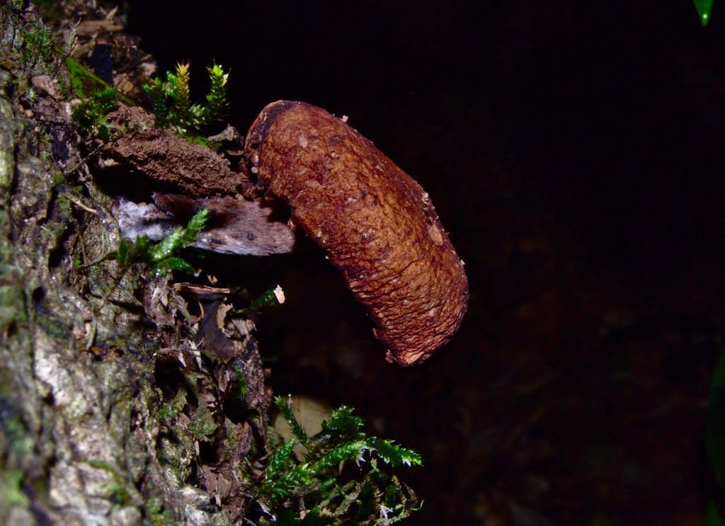 Old Lentinula lateritia by on DeviantArt