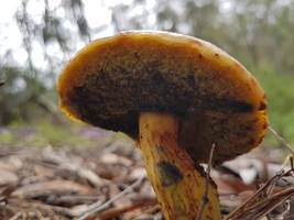 boletes Clear Mountain.