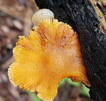 mushroom. Clear Mountain 